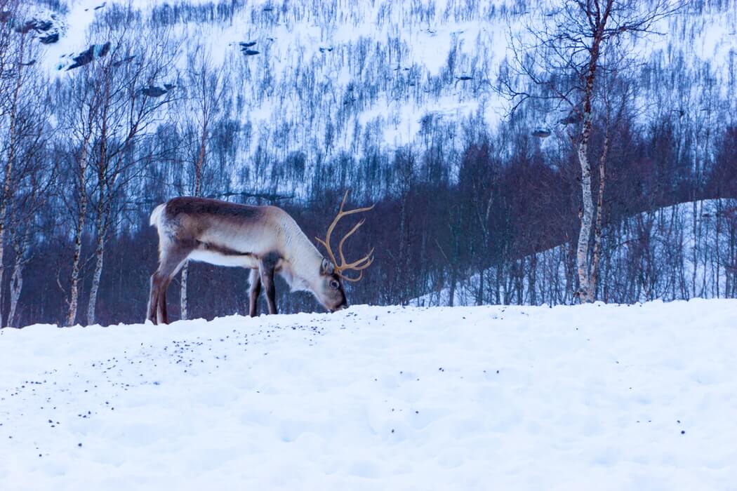 An Arctic reindeer at a Sami farm in Tromso.
